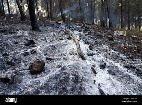 smoke and smouldering ashes after a pine tree Forest fire was put out ...