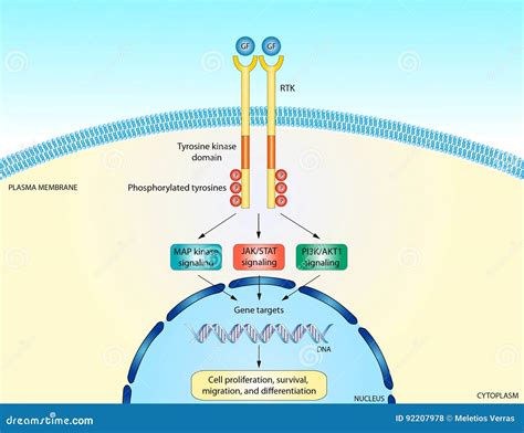 RTK signaling pathway stock illustration. Illustration of science ...