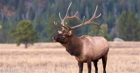 10 Incredible Elk Facts - IMP WORLD