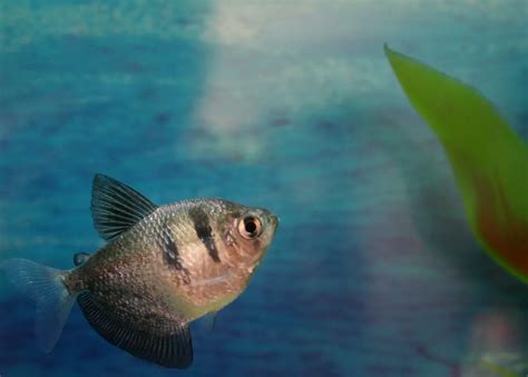 Black Skirt Tetra Profile: Care, Size, Lifespan, Tank Mates, Breeding