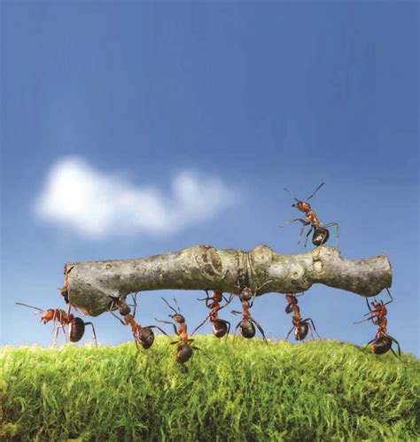 Why can ants carry items much heavier than themselves?