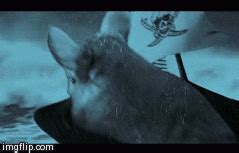 chinchilla | GIF | PrimoGIF