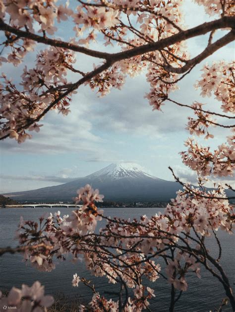 Explore the Majesty of Mt. Fuji & Lake Kawaguchi: Day Tour with Various ...