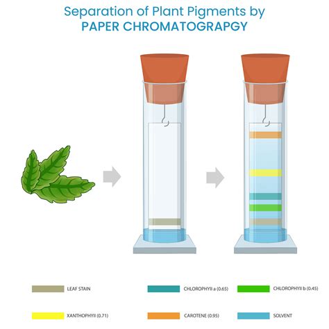 Plant pigments separated by paper chromatography based on solubility ...