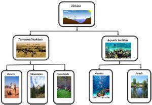 Class 6 Science Living Organisms And Their Surroundings