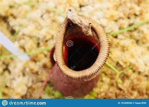 CLose Up Flesh Flies Fly Eating Plant Botanic Garden Stock Photo ...