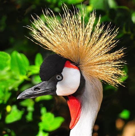 East African Crowned Crane | African crown, Beautiful birds, Animals