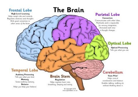 Label the Brain Worksheets (SB11585) - SparkleBox | Brain diagram, Human brain diagram, Brain ...