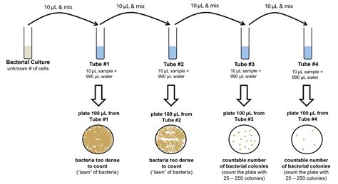 How To Calculate CFU Per Ml Of Bacterial Sample? In Steps, 56% OFF