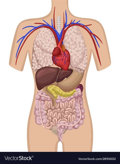 Organs in human body the location Royalty Free Vector Image