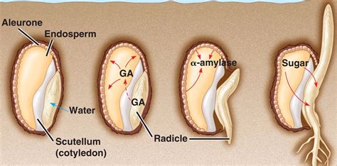 gibberellin_seed.html 39_11GAandNutrients.jpg