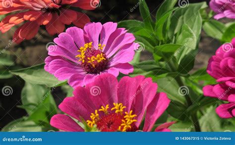 Multicolored Flowers in the Park in Summer. Beautiful Flowers Tsiniya Bloom in the Garden ...