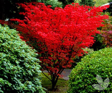 Shindeshojo Japanese Maple - Speciality Trees