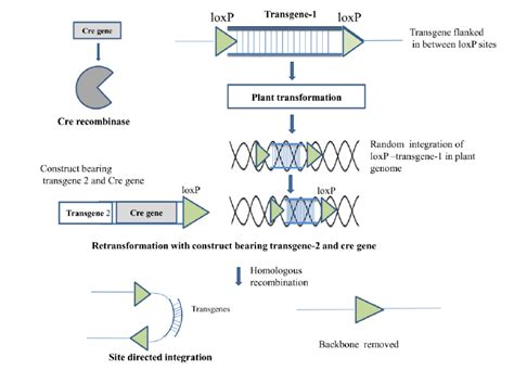 A schematic representation of site directed transgene integration in... | Download Scientific ...