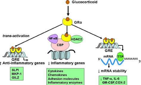 Glucocorticoid Receptor Signaling Pathway