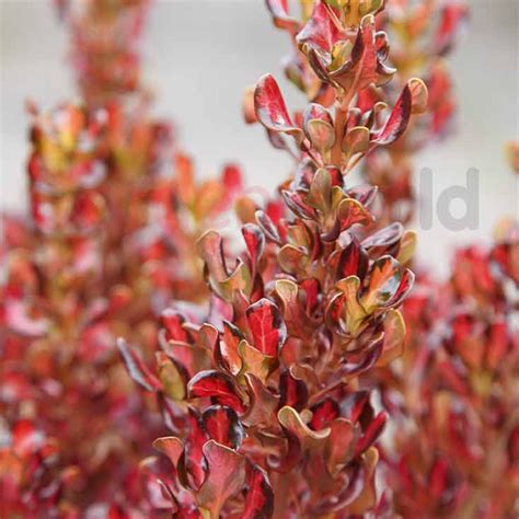 Coprosma Pacific Sunset 18cm - Gardenworld Nursery