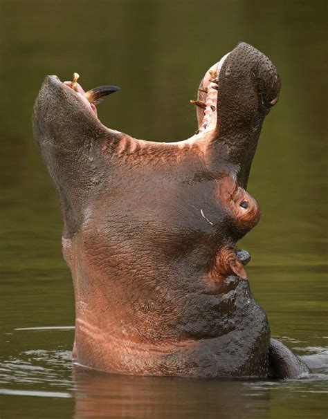 Hippo Yawn by Rudi Hulshof on 500px | Yawning animals, Animals, African animals