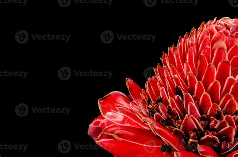 Torch ginger 1186299 Stock Photo at Vecteezy