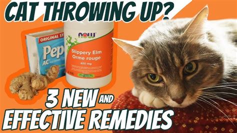 Cat Vomiting And Diarrhea Home Remedies Best Seller | full-mark.com.ar