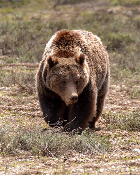 Bears of Grand Teton National Park - Tales from the Backroad