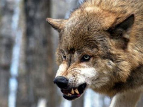 wolf attack - Google Search | funny | Pinterest | Wolves, Search and Http://www ...