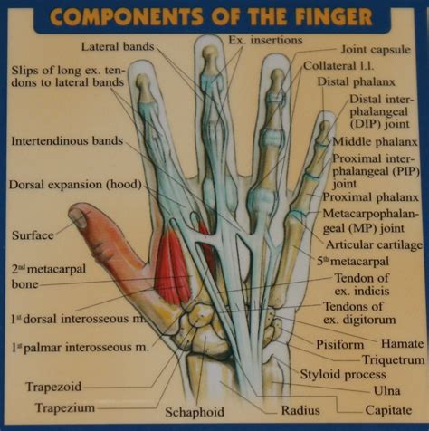 [DIAGRAM] Left Hand Tendons Diagram - MYDIAGRAM.ONLINE