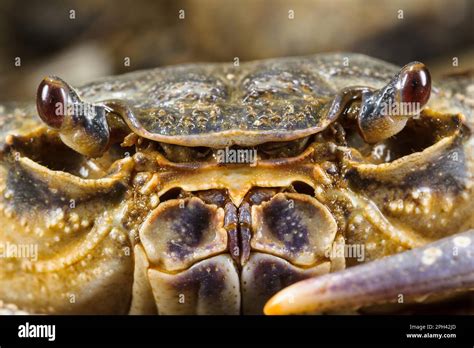 Freshwater Crab (Potamon fluviatilis) adult, close-up of face, Tuscany ...