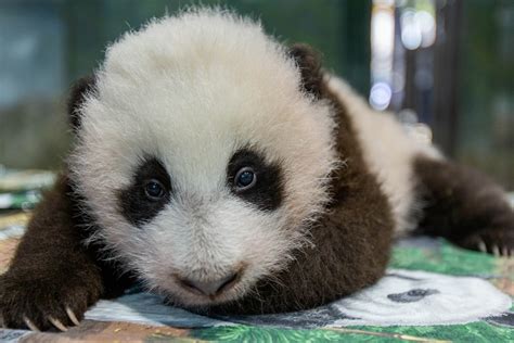 The Year in Adorable Baby Panda Milestones | Washingtonian