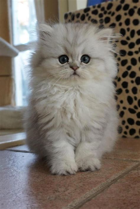 Cat Breeds Adorable Cute Cat Pictures - Pets Lovers