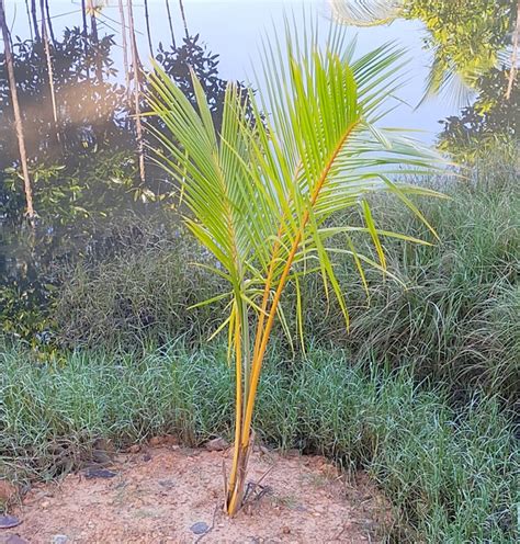 Kegunaan Pokok Kelapa