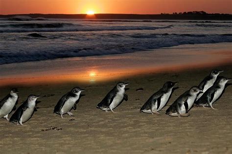 Phillip Island: Penguin Parade, Wildlife Park from Melbourne 2020