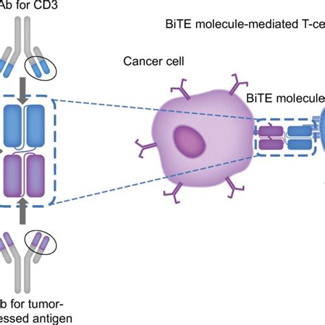 Mechanism of action of BiTE technology. BiTE bispecific T cell engager,... | Download Scientific ...