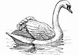 Floating Swan coloring Page  Download Print Or Color Online For Free sketch template