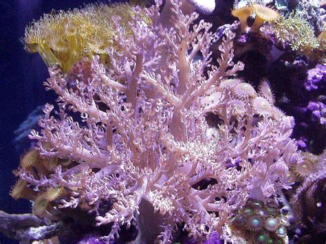 ANSAAR's Corals & Inverts Photo (ID 8042) - Full Version ...