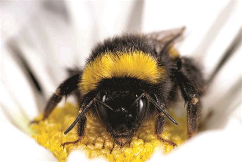 Managed honeybees linked to new diseases in wild bees