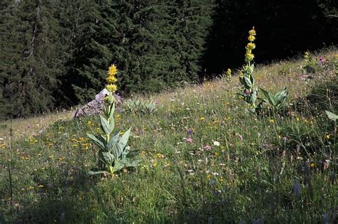 Gentian Root Health Benefits and Uses - Healthy Hildegard