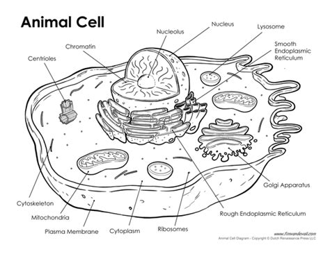 Printable Animal Cell Worksheet for Biology | Quiz and Test Prep