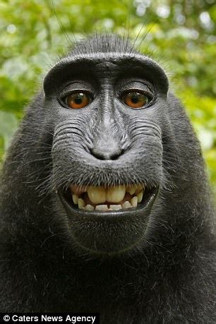 Primates show teeth to signal their intention to bite | Daily Mail Online