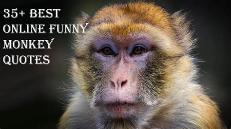 30+ Best Online Funny Monkey Quotes