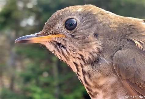 Fir Mast and Winter Weather Drives Survival in a Montane Forest Bird ...