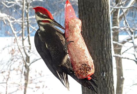 Top 10 Foods for Winter Bird Feeding – BWD Magazine