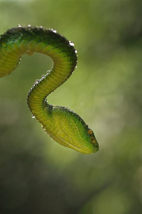 Snakes attack the prey stock photo. Image of waterrasis - 109660024