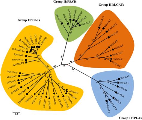 Figure 1. Cladogram of the LCAT-Like Family Proteins from Plants, Fungi, Microalgae, and Animals ...