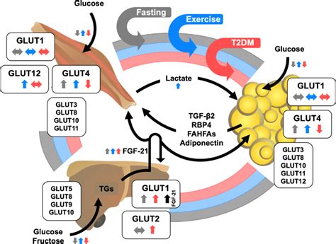 Integrative physiology of glucose transporters (GLUTs) in the liver,... | Download Scientific ...