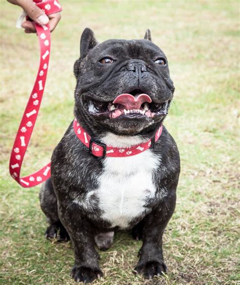 Dark Brindle French Bulldog With Red Generic Leash Stock Image - Image of happy, bulldog: 41066109