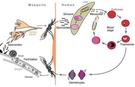 Pin by Marie B on Study Aids | Plasmodium, Study aids, Life sciences