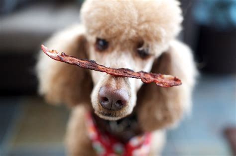 New Dog Treat Recipe: Southern Bacon Treats! - DogTime