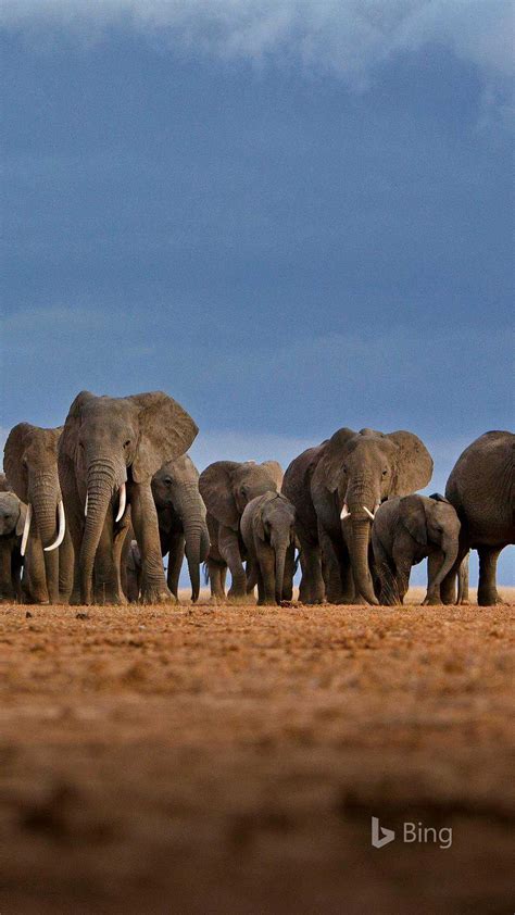 Elephants in Amboseli National Park, Kenya. Adam Bannister/Offset | Amboseli national park ...