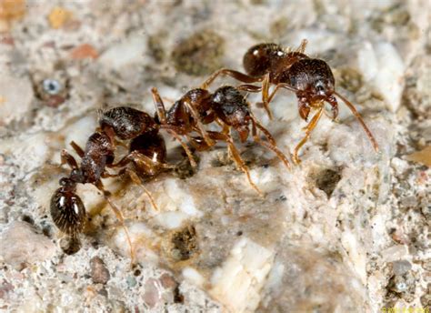 Tetramorium immigrans (Pavement Ant) War - A Good Life