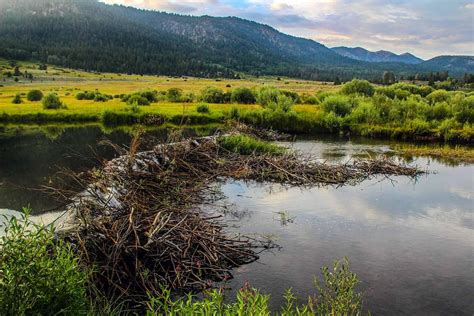 Serious beaver dam. : Photos, Diagrams & Topos : SummitPost